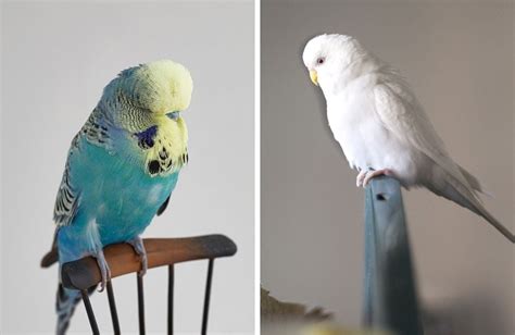 How To Tell The Difference Between English VS American Budgies AZ ...