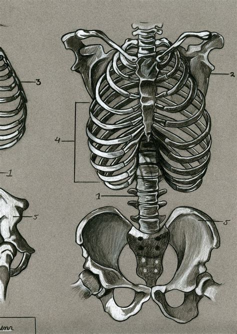 Anatomical Skeleton Art