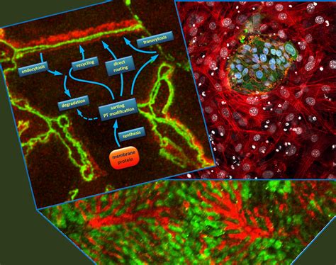 Molecular Cell Biology Research Group – Institute of Enzymology