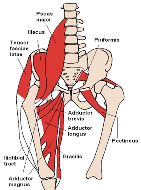 Anatomy of groin and adductors