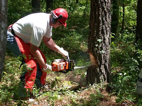 How To Cut Down a Tree With a Chainsaw (with Pictures) | House Grail