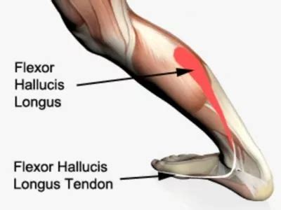 Flexor Hallucis Longus Insertion