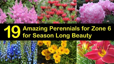 19 Amazing Perennials for Zone 6 for Season Long Beauty