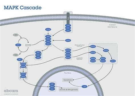 MAPK signaling pathway | Abcam