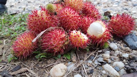 Health benefits of Rambutan Fruit for Weight Loss (Diet) - VegetaFruit