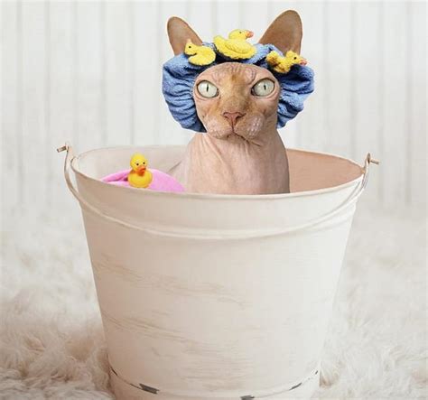 Sphynx Cat Grooming: 7 Vet-Reviewed Tips & Tricks - Catster