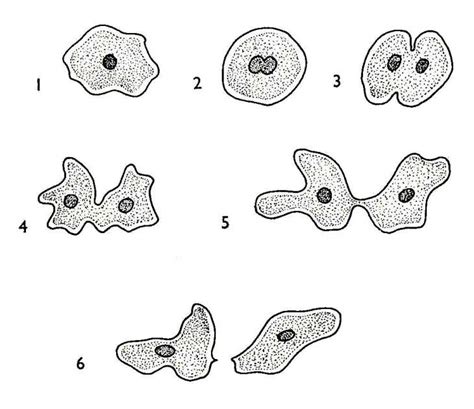 describe binary fission in ameoba - Science - Properties of Acetic Acid ...