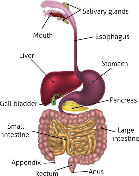 Human digestive system | Human digestive system, Digestive system ...