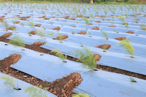 What Are The Different Types of Mulching Sheet? – Agri-Route