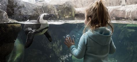 Penguin Point | National Aviary