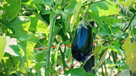 7 Eggplant Growing Stages | Just Pure Gardening | November 2023