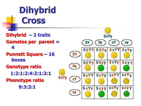 PPT - Heredity (B) -2014 PowerPoint Presentation, free download - ID ...