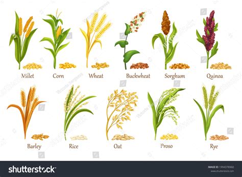 Stock vektor „Grass Cereal Crops Agricultural Plant Vector“ (bez ...