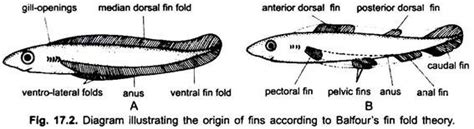 [DIAGRAM] Fish Fin Diagram - MYDIAGRAM.ONLINE