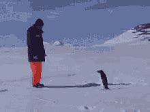 Angry Penguin GIFs | Tenor