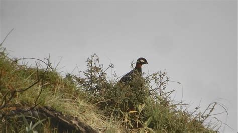 Teetar Bird || Himachal Pradesh, India - YouTube