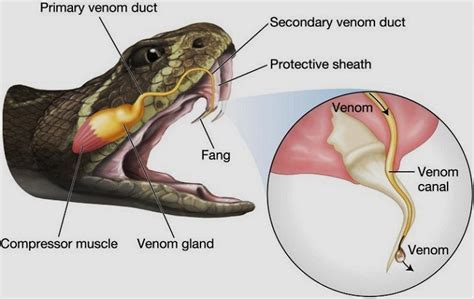 Is Snake Venom Used In Medicine - Snake Poin