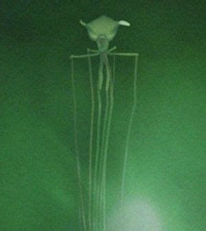 Discover the Bizarre Deep-Sea Magnapinna Squid