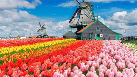 High Resolution Netherlands Tulips Wallpaper | Tulips Flower