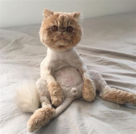 Meet Winston Smushface the Shaved Persian | Persian cat, Cat grooming