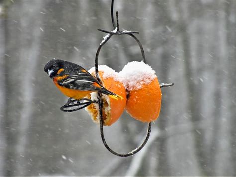 Baltimore Oriole Migration: Do Orioles Migrate? - Birds and Blooms