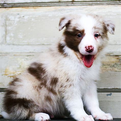 Border Collie Puppies For Sale | Grass Lake, MI #225326