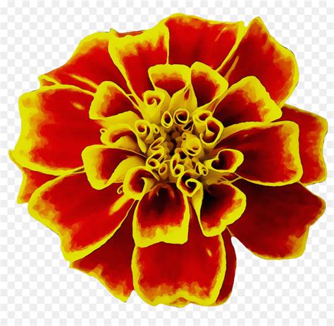 Mexican marigold Flower Clip art - Marigold PNG Transparent Image png ...