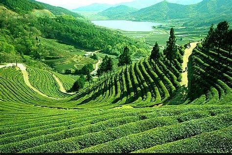 Sylhet tea gardens, Bangladesh | Cool places to visit, Beautiful places ...