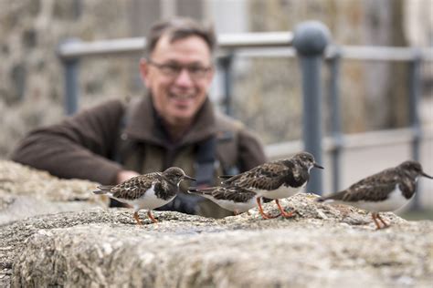 How to Photograph Turnstones - Nature TTL