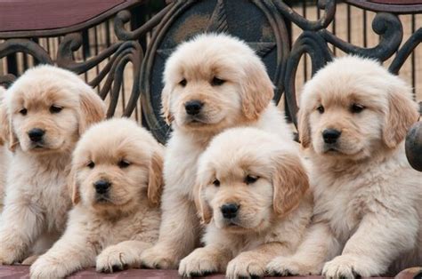 Why are there so many dog breeds?