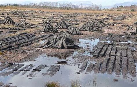 The truth about Irish bog bodies in 2020 (With images) | Bog body, Bogs ...