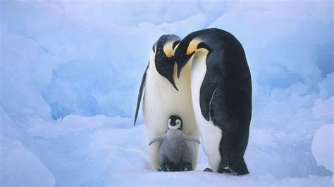 🔥 [75+] Cute Penguin Backgrounds | WallpaperSafari