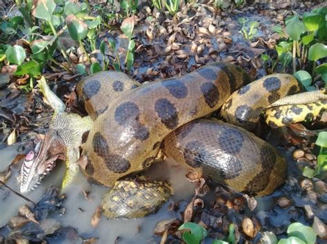 'Magnificent creatures': New photos show largest anaconda ever recorded