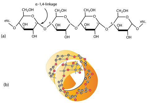 16.7 Polysaccharides | The Basics of General, Organic, and Biological ...