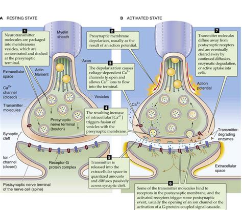 Advantages of Chemical Synapse - AronafeParker