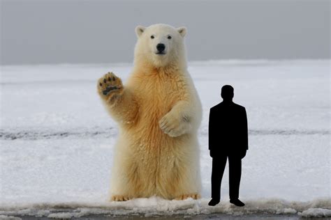 How Tall Is a Polar Bear Standing Up? - ArcticLook