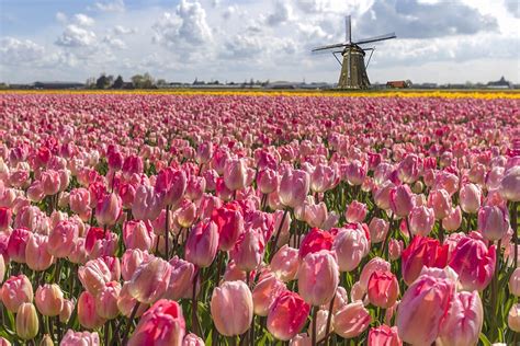 Where To Find Tulip Fields in The Netherlands: A Practical Guide