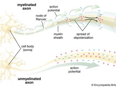 Node of Ranvier | Myelin sheath, Schwann cells, Neurotransmission ...