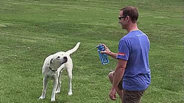 Thirsty Dog GIF - Water Bottle Dog Cute Dog - Discover & Share GIFs