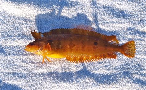 Striped Kelpfish - Pier Fishing in California