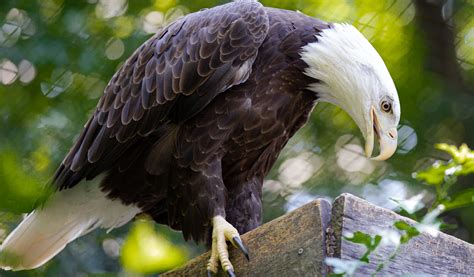 Bald Eagle • Brandywine Zoo