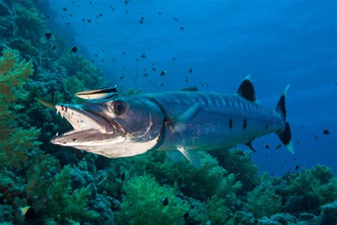 Are Barracudas Dangerous and Do They Attack Humans?