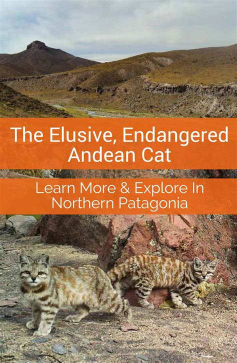 Endangered Andean Cats, Hiding Out in South America