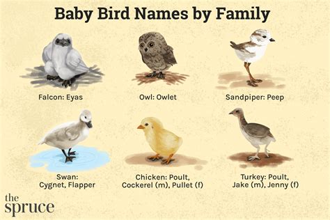 The Different Names for Baby Birds – Nature Blog Network