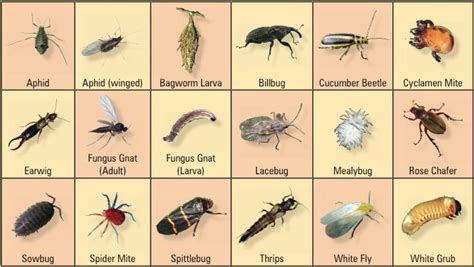 a poster with different types of bugs and other insects