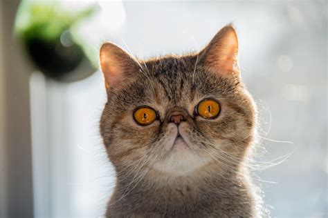 5 Cat Breeds With Beautiful Round Faces - LOL Cats