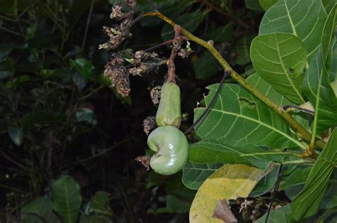 Anacardium occidentale (Anacardiaceae) image 88399 at PhytoImages.siu.edu