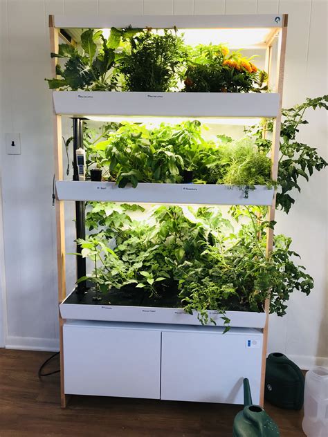 Rise Gardens can really grow things! | Indoor vegetable gardening ...