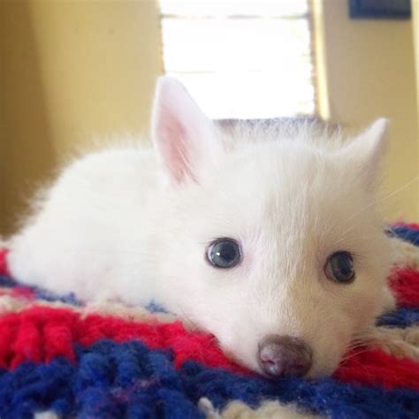 The Internet’s Cutest Snow-White Fox Is Growing Up | Bored Panda