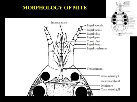 Comparative morphology of Acari, phylogeny of higher categories in mi…